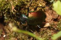 Calosoma sycophanta