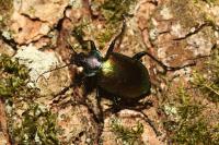 Calosoma sycophanta