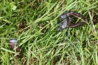Lucanus cervus