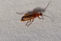 Rhagonycha fulva