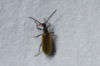 Lagria hirta