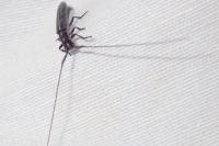Calamobius filum