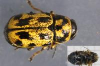 Pachybrachis
