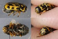 Pachybrachis