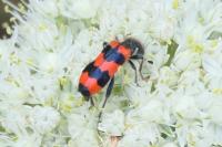 Trichodes apiarius