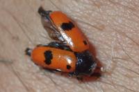 Clytra laeviuscula