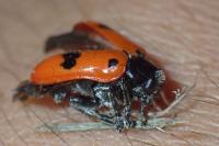 Clytra laeviuscula