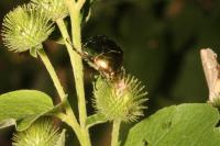 Cetonia aurata