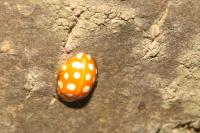Halyzia sedecimguttata