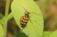 Leptura aurulenta