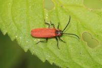 Lygistopterus sanguineus