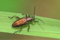 Donacia marginata