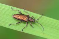 Donacia marginata