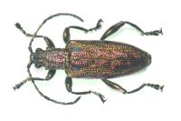 Donacia marginata