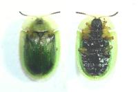 Cassida leucanthemi