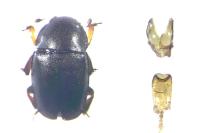 Brassicogethes aeneus