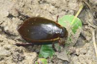 Cybister lateralimarginalis
