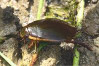 Cybister lateralimarginalis