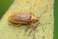 Galerucella aquatica