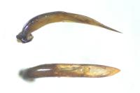 Galerucella aquatica