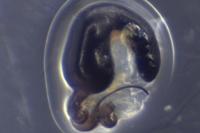 Altica lythri