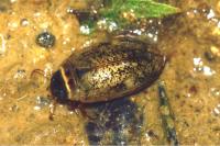 Agabus nebulosus