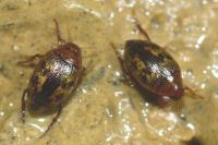 Haliplus variegatus