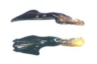 Agrilus olivicolor