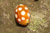 Vibidia duodecimguttata