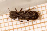 Lichenophanes varius