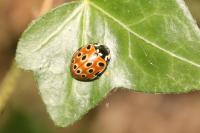 Anatis ocellata