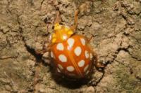 Halyzia sedecimguttata