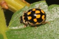 Propylea quatuordecimpunctata