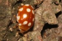 Vibidia duodecimguttata