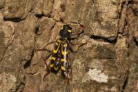 Xylotrechus arvicola