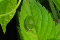 Cassida viridis