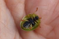 Cassida viridis