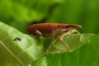 Lixus pulverulentus