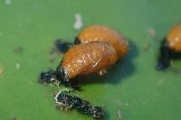 Galerucella nymphaeae