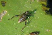 Donacia crassipes