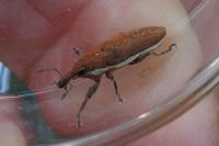 Lixus ochraceus