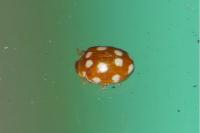 Vibidia duodecimguttata