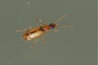 Demetrias atricapillus
