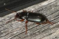 Ophonus ardosiacus