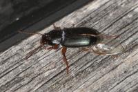 Ophonus ardosiacus