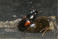 Nialus varians