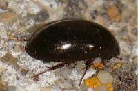 Limnoxenus niger