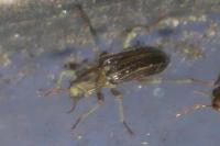 Stenelmis canaliculata