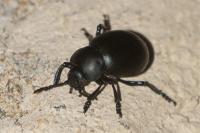 Timarcha tenebricosa