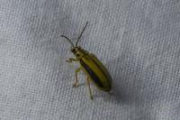 Xanthogaleruca luteola